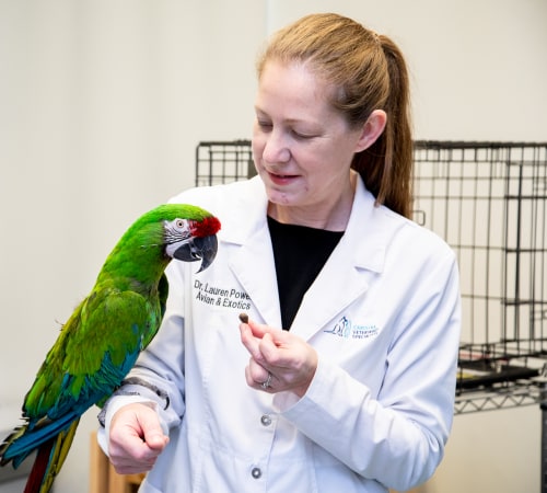 Avian & Exotic Pet Services, Carolina Veterinary Specialists in Huntersville