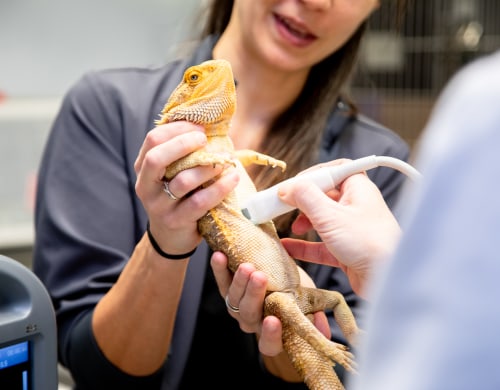 Avian & Exotic Pet Services, Carolina Veterinary Specialists in Huntersville