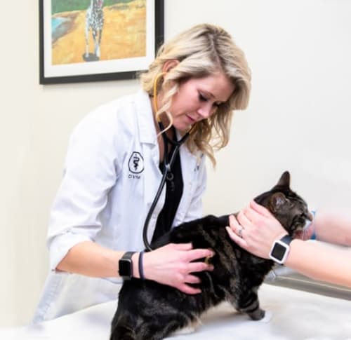 Pet Emergencies, Carolina Veterinary Specialists in Huntersville