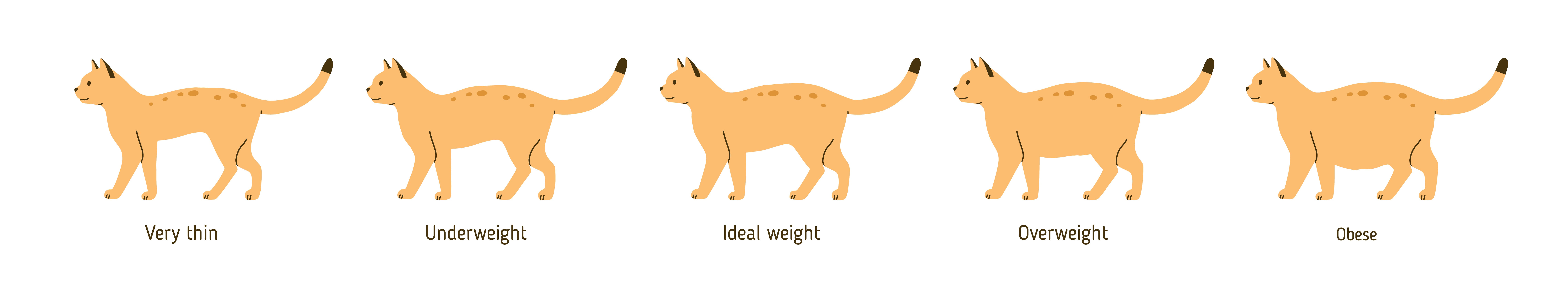 Is my cat overweight? Overweight cat chart - Huntersville Vet