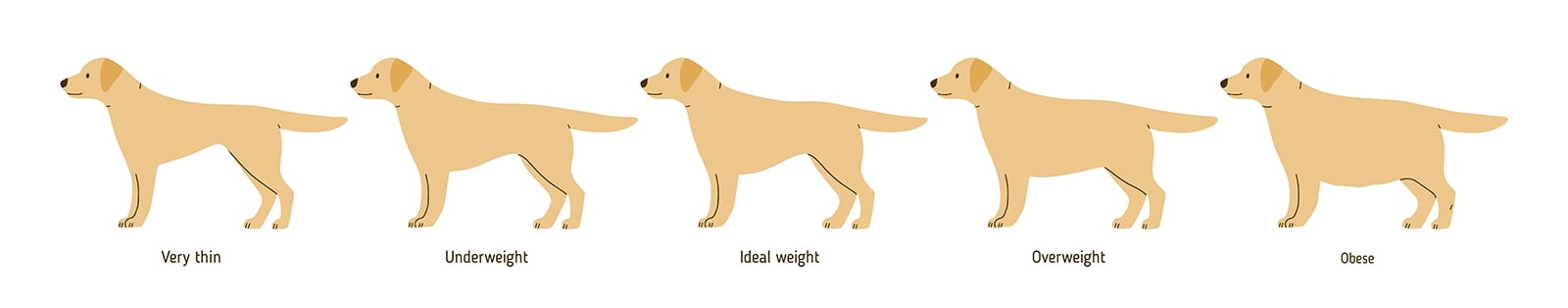 Overweight Dog Chart, Huntersville Vet