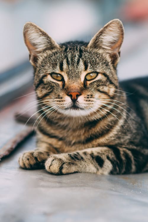 Serious cat illnesses that require vet care, Huntersville vet